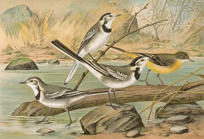 Motacilla alba, Motacilla boarula by Johann Friedrich Naumann — digital art print download