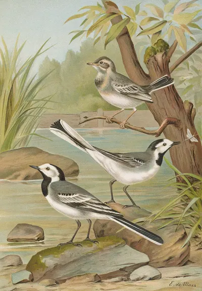 Motacilla alba by Johann Friedrich Naumann — digital art print download