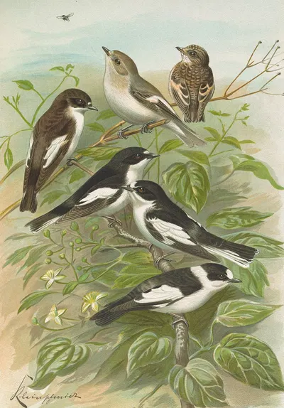 Muscicapa atricapill, Muscicapa collaris semitorquata, Muscicapa collaris Bechst by Johann Friedrich Naumann — digital art…