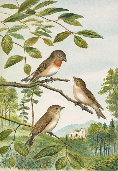 Muscicapa parva Bechst by Johann Friedrich Naumann — digital art print download