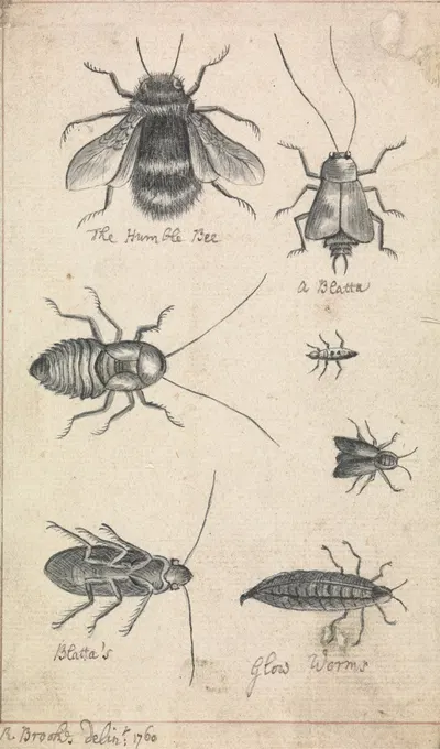 The Humble Bee and Insects by Richard Brookes, 1760 — digital art print download