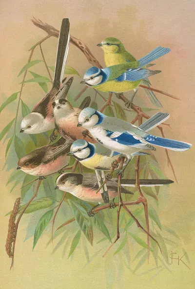 Parus coeruleus, Aegithalus caudatus, caudatus vagans, caudatus Irbyi, Parus cyanus Pall by Johann Friedrich Naumann —…
