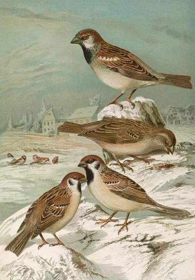 Passer domesticus, Passer montanus by Johann Friedrich Naumann — digital art print download
