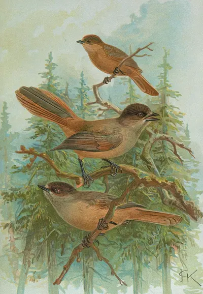 Perisoreus infaustus by Johann Friedrich Naumann — digital art print download
