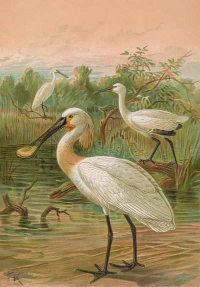 Platalea leucorodia by Johann Friedrich Naumann — digital art print download