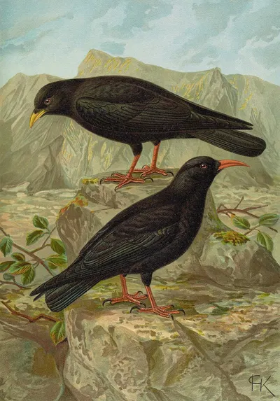 Pyrrhocorax pyrrhocorax, Pyrrhocorax graculus by Johann Friedrich Naumann — digital art print download