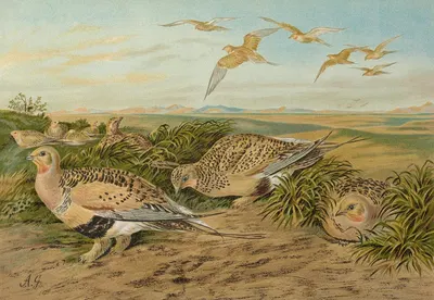 Syrrhaptes paradoxus by Johann Friedrich Naumann — digital art print download