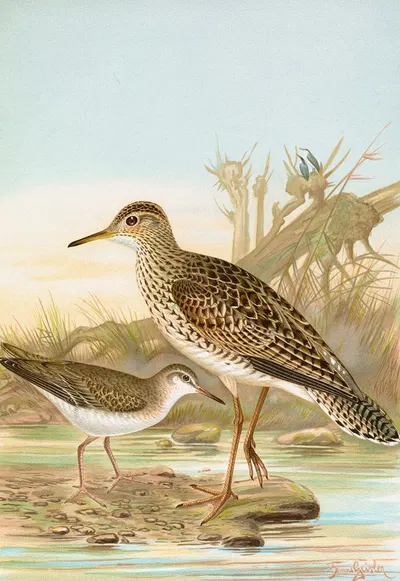 Bartramia longicauda, Tringoides macularius by Johann Friedrich Naumann — digital art print download