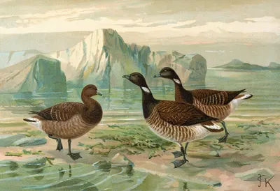 Branta bernicla by Johann Friedrich Naumann — digital art print download