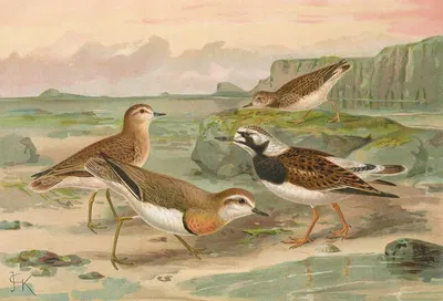 Charadrius asiaticus, Arenaria interpres by Johann Friedrich Naumann — digital art print download
