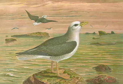 Fulmarus glacialis, Eis-Movensturmvogel by Johann Friedrich Naumann — digital art print download