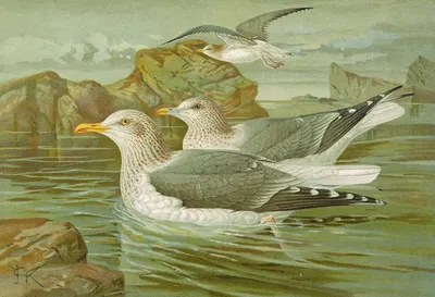 Larus argentatus Brunn by Johann Friedrich Naumann — digital art print download