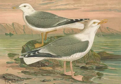 Larus canus, Larus argentatus Brunn by Johann Friedrich Naumann — digital art print download