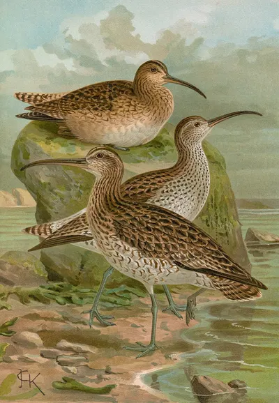 Numenius phaeopus, Numenius tenuirostris Vieill by Johann Friedrich Naumann — digital art print download