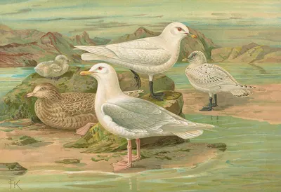 Pagophila eburnea (Phipps.), Larus leucopterus Faber by Johann Friedrich Naumann — digital art print download