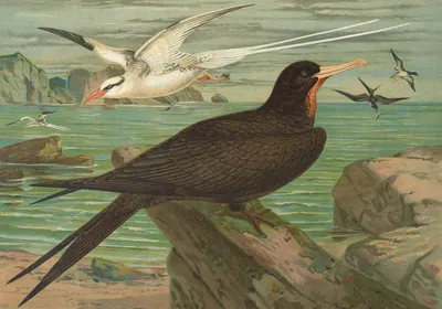 Phaeton aethereus, Fregata aquila by Johann Friedrich Naumann — digital art print download