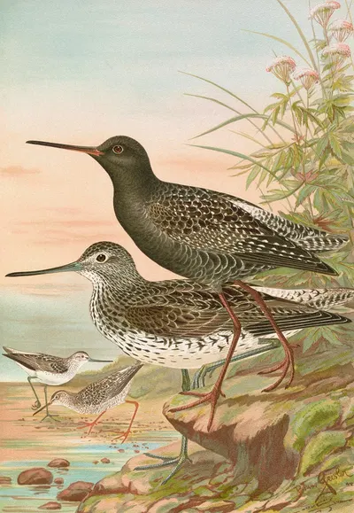 Totanus fuscus, Totanus littoreus by Johann Friedrich Naumann — digital art print download