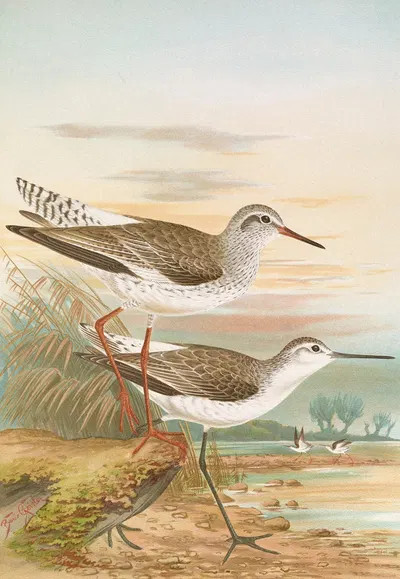 Totanus totanus, Totanus stagnatilis Bechst. by Johann Friedrich Naumann — digital art print download
