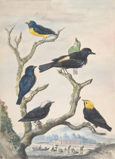 Six South American Birds by Абрахам Мертенс — digital art print download