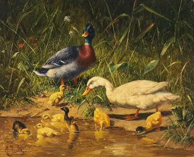 Enten mit Jungen am Wasser by Карл Юц — digital art print download