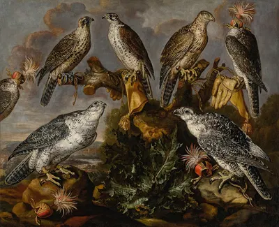 A group of seven Lanner and Peregrine or Gyrfalcons by Carstian Luyckx — digital art print download