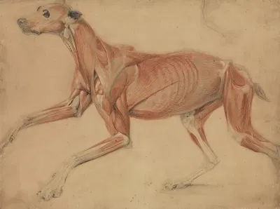 A Full Size Écorché Study of a Hound by Чарльз Ландсир, 1821 — digital art print download