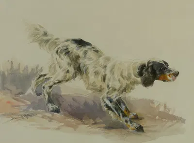 A Setter At Work by Эдмунд Генри Остхаус — digital art print download