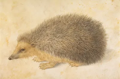 A Hedgehog (Erinaceus roumanicus) by Ганс Хофман — digital art print download
