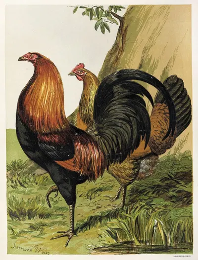 Black-Breasted Red Game by Harrison Weir, 1867 — digital art print download