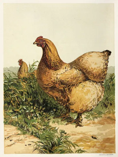 Buff Cochin Hen by Harrison Weir, 1867 — digital art print download