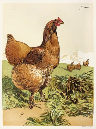 Cinnamon Cochin Hen by Harrison Weir, 1867 — digital art print download