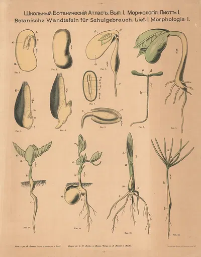 Seeds and cotyledons by Alexander-Paul Henckel, 1905 — digital art print download