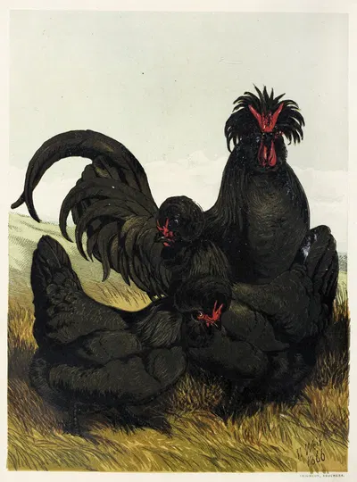 Creve cœur by Harrison Weir, 1867 — digital art print download