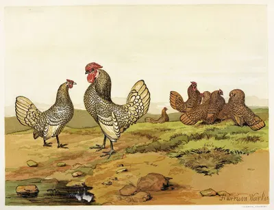 Gold and Silver-laced Bantams by Harrison Weir, 1867 — digital art print download