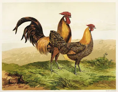 Golden Pencilled Hamburghs by Harrison Weir, 1867 — digital art print download