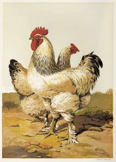 Grey Shanghae by Harrison Weir, 1867 — digital art print download