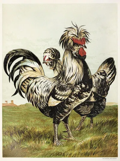 Houdans by Harrison Weir, 1867 — digital art print download