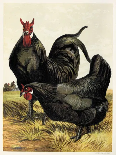La Fleche by Harrison Weir, 1867 — digital art print download