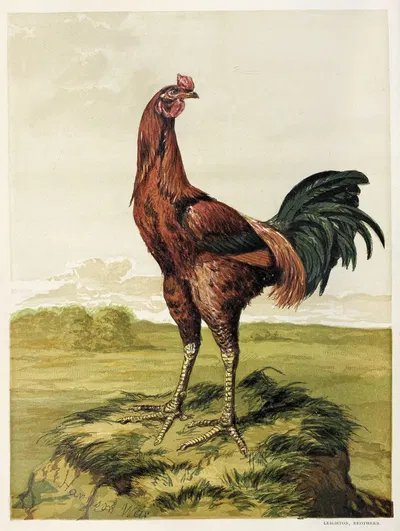 Malay Cock by Harrison Weir, 1867 — digital art print download