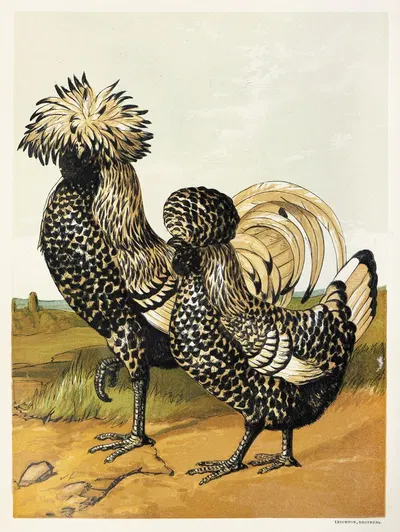 Silver Polish by Harrison Weir, 1867 — digital art print download