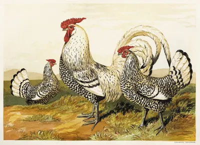 Silver Spangled Hamburghs by Harrison Weir, 1867 — digital art print download