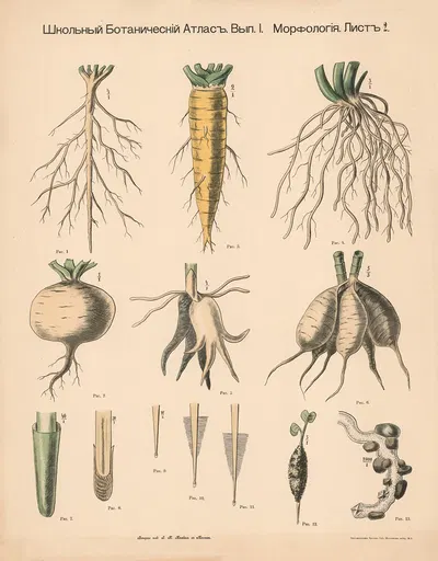 The root by Alexander-Paul Henckel, 1905 — digital art print download