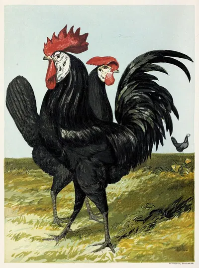 Spanish by Harrison Weir, 1867 — digital art print download