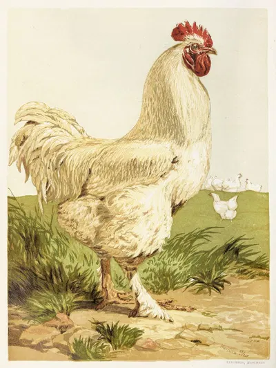White Cochin Cock by Harrison Weir, 1867 — digital art print download