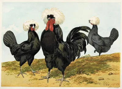 White Crested Black Polish by Harrison Weir, 1867 — digital art print download