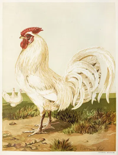 White Dorking by Harrison Weir, 1867 — digital art print download