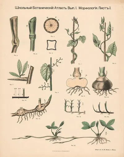 Stem and shoots by Alexander-Paul Henckel, 1905 — digital art print download