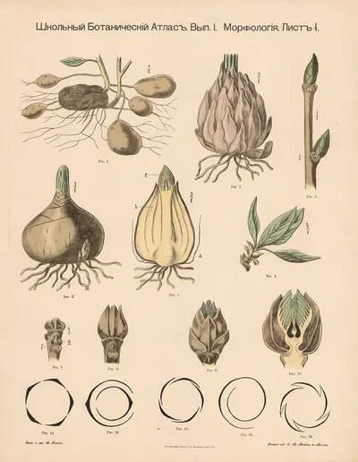 Tubers, etc. by Alexander-Paul Henckel, 1905 — digital art print download