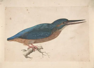 A Kingfisher on a Branch by Jacques Le Moyne de Morgues — digital art print download
