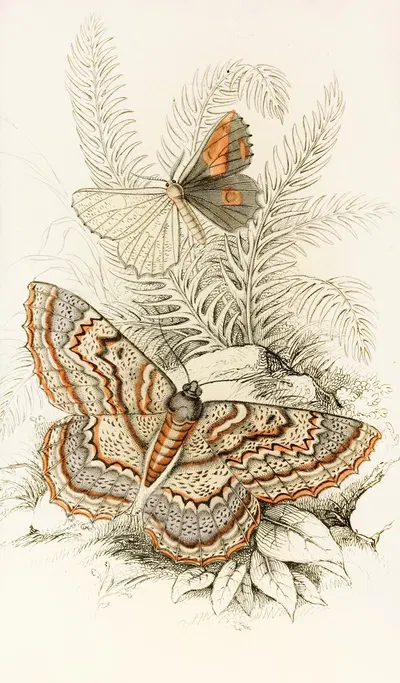 Angerona prunaria, Alcis scolopacea by James Duncan, 1833 — digital art print download